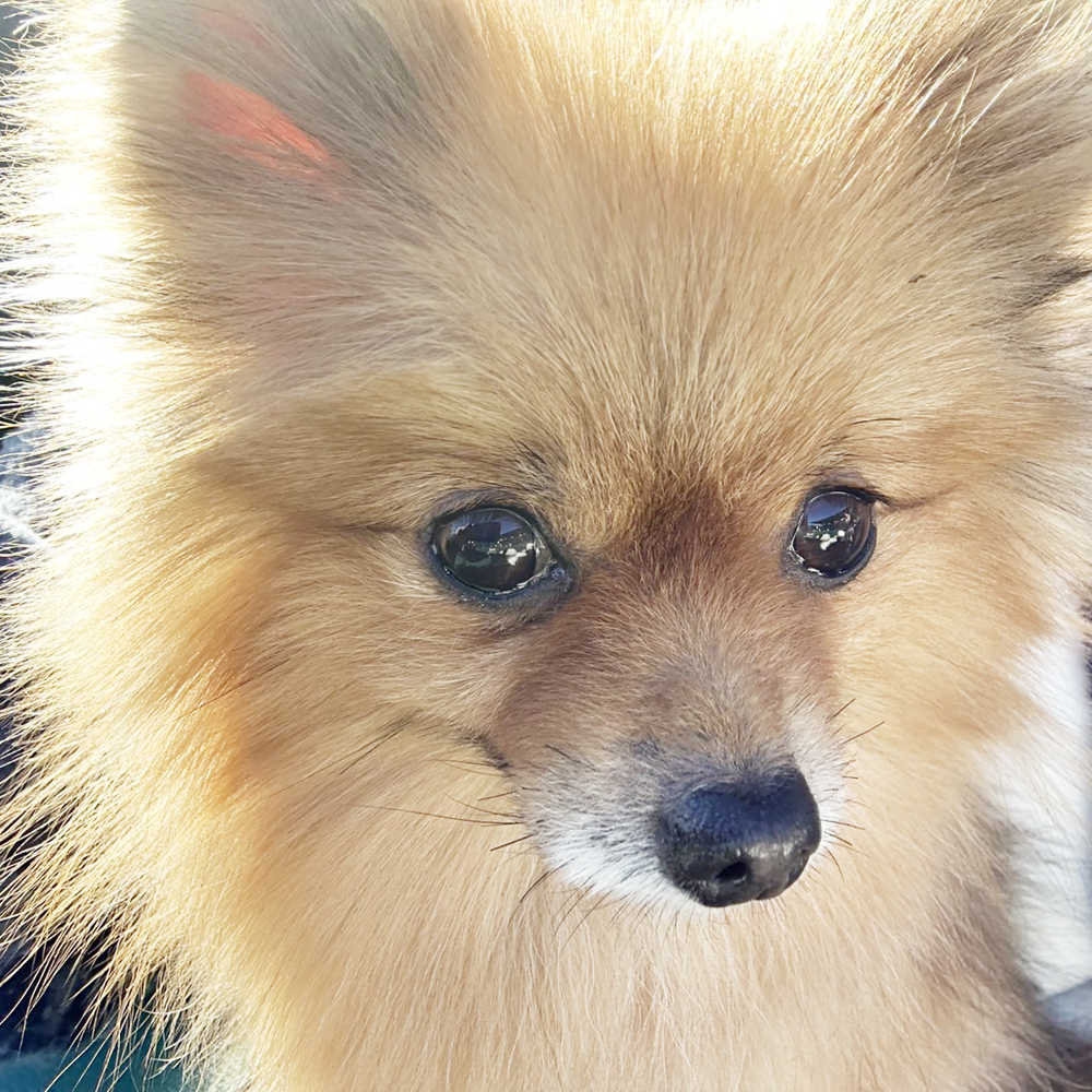 生徒が撮影したモデル犬♪②